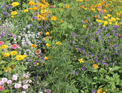 Blomsterblanding Tusind og En Nat 1001 nats drøm