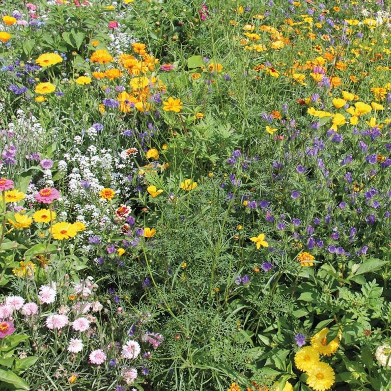 Blomsterblanding Tusind og En Nat 1001 nats drøm