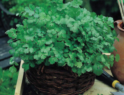 Koriander. Cilantro for Leaf også kaldet Chinese eller Mexican persille