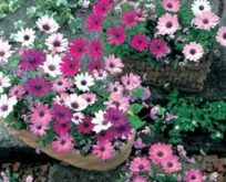 Spansk Marguerit Osteospermum Daisy Mae Mixed