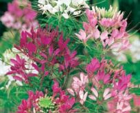 Edderkoppeplante, Cleome Colour fountain