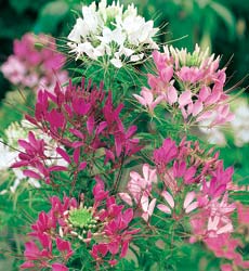 Edderkoppeplante, Cleome fountain - Jyllands Frøhandel