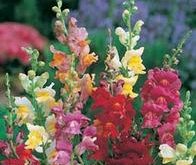 Løvemund, Antirrhinum Snappy tongue