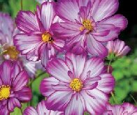 Cosmos, stolte kavaler, Sweet Kisses