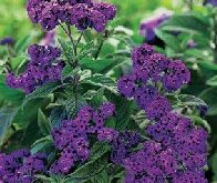 Vanilieblomst Heliotrope Dwarf Marine