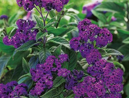 Vaniljeblomst Heliotrope Dwarf Marine – Duftende blåviolette blomster