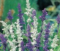 Salvia, Have-Salvie. Texassalvie. Blue and white mix