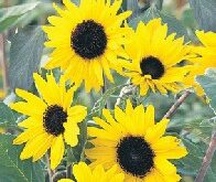 Helianthus Solsikke Alchemy