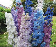Delphinium, ridderspore, High Society Mix