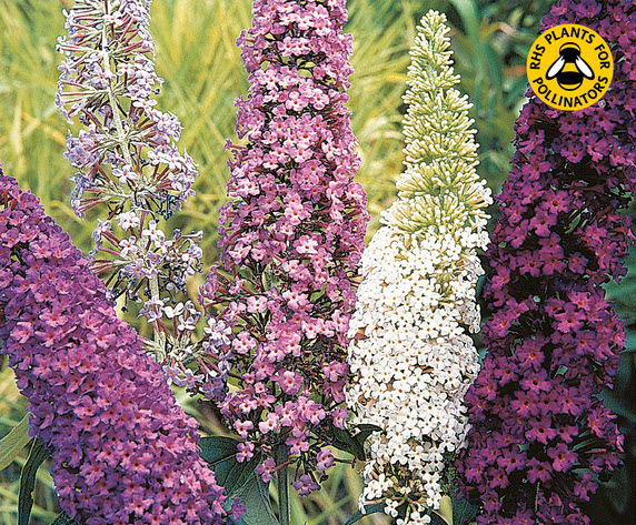 Buddleja mix sommerfuglebusk - Jyllands