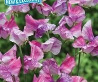 Lathyrus Pandemonium. Pink/lilla i farven.