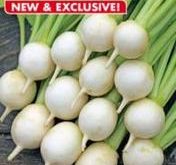 Majroe Turnips Sweet Marble F1