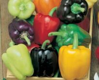 Peber capsicum Colour Spectrum