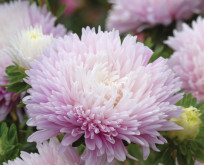 Asters, Kingsize Appleblossom