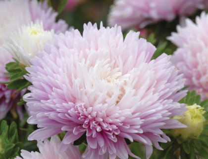 Asters, Kingsize Appleblossom