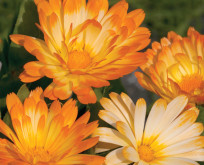 Morgenfrue Oopsy Daisy Calendula