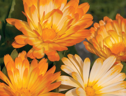 Morgenfrue Oopsy Daisy Calendula