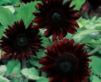 Helianthus solsikke Black Magic F1