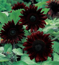 Helianthus solsikke Black Magic F1