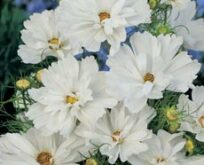 Cosmos Psyche white, stolte kavaler