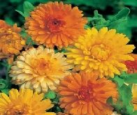 Morgenfrue blanding Art Shades Calendula