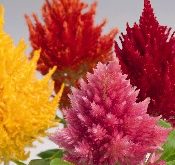 Celosia Gloria Mix, Fjerdusk og hanekam