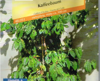 Coffea Arabica nana Kaffeplante