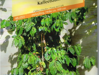 Coffea Arabica nana Kaffeplante