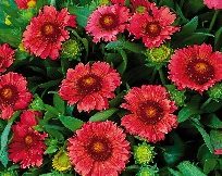 Gaillardia Kokardeblomst Arizona Red Shades