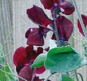 Lathyrus Solway Velvet mørkerød