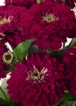 Zinnia Elegance vinrød frøkenhat