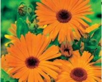 Morgenfrue Marigold Nova Gul-Orange