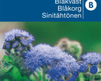 Blåkvast blå violet Ageratum