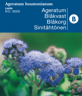 Blåkvast blå violet Ageratum