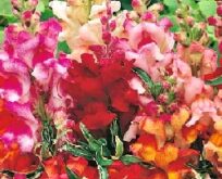 Løvemund, Antirrhinum Frosted Flame