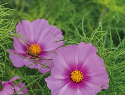 Stolt kavaler, Cosmos Sensation Gloria