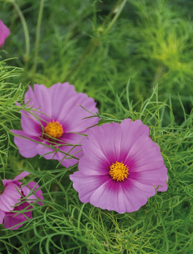 Stolt kavaler, Cosmos Sensation Gloria