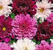 Cosmos Double Click Mix, Stolte kavaler