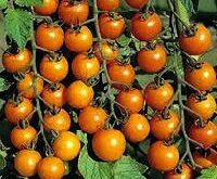 Tomat, Cherry, Sungold F1, lækker, sød, orange