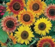 Helianthus solsikke Sunburst Mix.