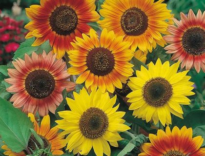 Solsikke Sunburst Mix af farver. Flerstilket.