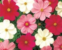 Cosmos Sensation Mix, stolte kavaler