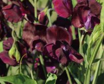 Lathyrus, ærteblomst, beaujolais Vinrød.