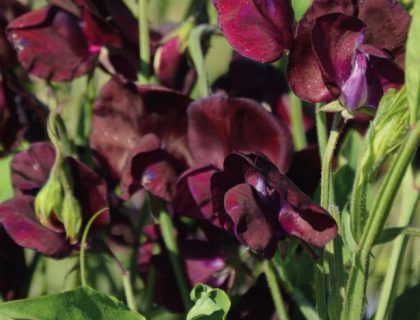 Lathyrus, ærteblomst, beaujolais Vinrød.