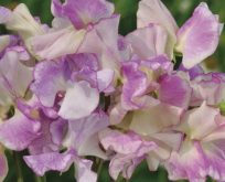 Lathyrus, Ærteblomst, Lilac ripple