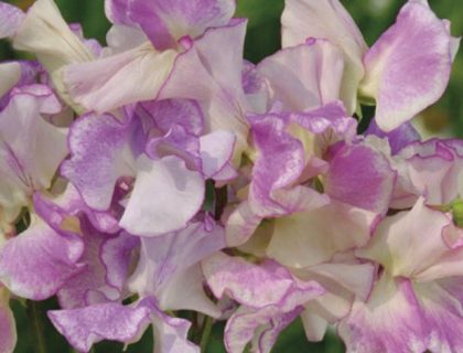 Lathyrus, Ærteblomst, Lilac ripple