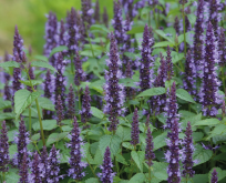 Anisisop Indianermynte Agastache Astello Indigo