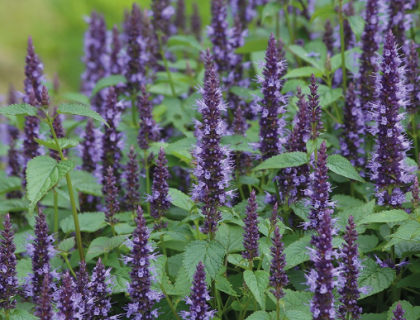 Anisisop Indianermynte Agastache Astello Indigo