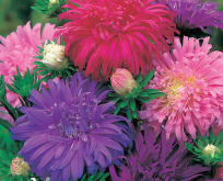 Asters, Ostrich feather