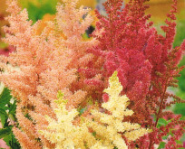 Astilbe Arendsii Bunter Zauber, Pragtspir